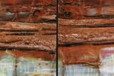 Tall, Colorful Petrified Wood Bookends - Arizona #95976-2